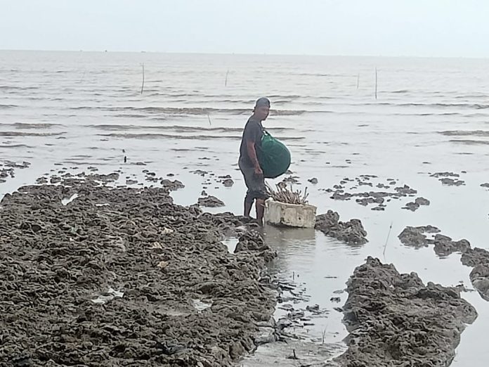 Kepiting