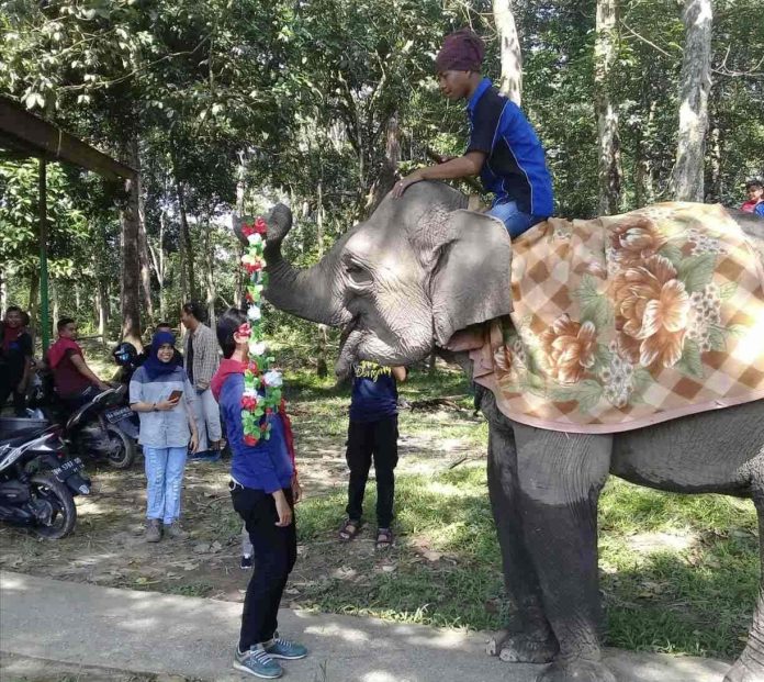 Gajah