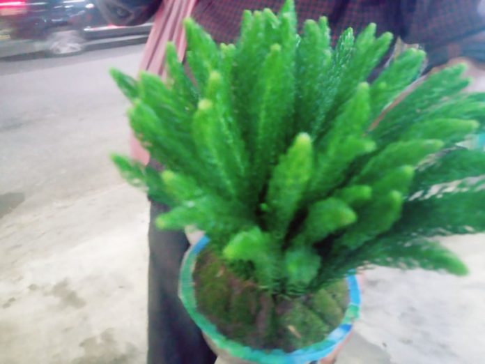 Tupai