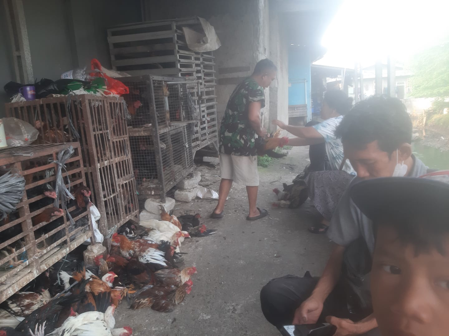 Pedagang Ayam Kampung, Awalnya Iseng Hingga 24 Tahun 1 Ayam