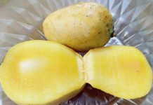 Mangga Toba: Manis-Asam yang Bikin Kangen Danau Toba Toba