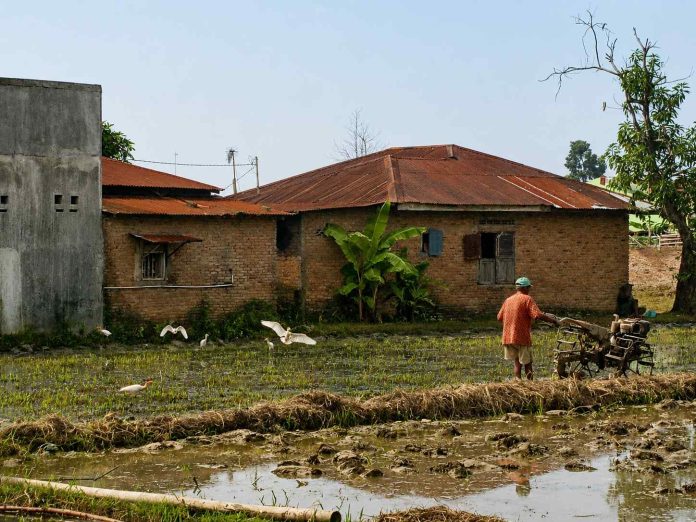 Sawah