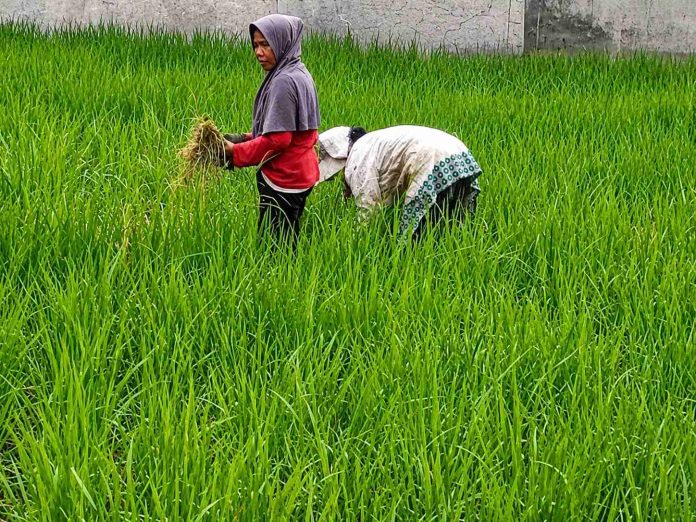 Petani